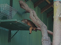 CairnsTC291 Wildlife Habitat